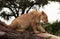 Tree-climbing lion, Serengeti, Africa