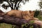 Tree-climbing lion, Serengeti, Africa
