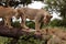 Tree-climbing lions, Serengeti