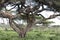 Tree climbing lions sleeping on branches