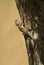 A tree-climbing spiny Agama Lizard Latin: Agama agama