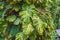 Tree Climbing Vine with Large Green & Yellow Leaves