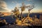 A tree clings on for life in the desert of the Grand Canyon national park