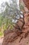 A tree clings to the side of a cliff wall in the Canyon del Inca, near Tupiza, Bolivia