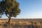 Tree close-up in a landscape of lavender plantations