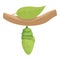 Tree cocoon icon cartoon vector. Natural silk