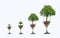 Tree Coin glass Isolate increase saving money hand Coin tree The tree grows on the pile. Saving money for the future. Investment I