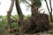 Tree Collapse due to Heavy Storm