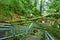 Tree collapse after typhoon