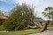 Tree Collapsed Hurricane Irma