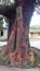 A tree coloured in holy festival