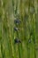 Tree common blue butterflies on a plant in nature close up