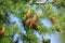 A tree of coniferous forest larch. Larix decidua, common name Eu
