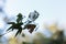 Tree cotton, Gossypium barbadense, in bloom