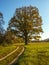 Tree and Country road. Autumn landscape