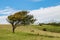 A Tree in the Countryside