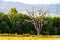 A tree in countryside in springtime in Tuscany, Italy