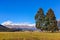 Tree couple in Glenorchy, New Zealand