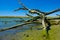 Tree covered with algae and slime next to Sacramento river