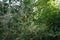 A tree covered with cobwebs with caterpillars hang on it - these are the caterpillars of tree moths, Yponomeuta evonymella