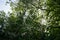 A tree covered with cobwebs with caterpillars hang on it - these are the caterpillars of tree moths, Yponomeuta evonymella