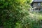 A tree covered with cobwebs with caterpillars hang on it - these are the caterpillars of tree moths, Yponomeuta evonymella