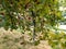 tree covered with hawthorn is truly beautiful in autumn