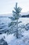 Tree covered in hoarfrost at lake shore