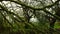 Tree covered by moss and fungi in the forest with dry branches and cloudy and rainy gray day.