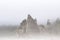 Tree-covered sea stacks shrouded in fog on the Pacific Northwest.