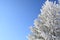 Tree covered with snow