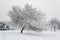 Tree covered in snow