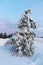 Tree covered in snow in Finland