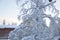 Tree covered with snow in Finnish Lapland, it's still snowing