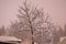 Tree covered in snow during massive snowfall with snow covered roofs in the background