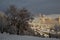Tree covered by snow near Urbino, Marche