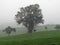 Tree and cow in sloped grassland landscape