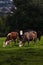 Tree cows posing / Image that represent the love for animals / cow starring at me