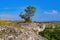 Tree on the crag