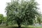 Tree of Crataegus monogyna in bloom in May