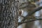 A tree creeper works its way upwards on the trunk of a tree