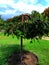 Tree with a crooked trunk, tree crown