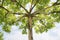 Tree crown of a plane tree with green leaves