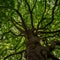 Tree crown shot from below