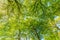 Tree crowns of Beech trees, Fagus sylvatica, with soft yellow green leaves