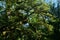 Tree crowns with green foliage - a look from the bottom up in a beech grove