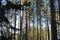 Tree crowns in a pine forest - a bright Sunny day in the fores