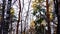 Tree crowns.Treetops.Autumn mood.Pine birch .Blue sky, yellow leaves.Forest joy.