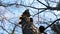 Tree crowns.Treetops.Autumn mood.Pine birch .Blue sky, yellow leaves.Forest joy.A sick tree.