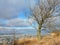 Tree on Curonian spit shore in winter, Lithuania